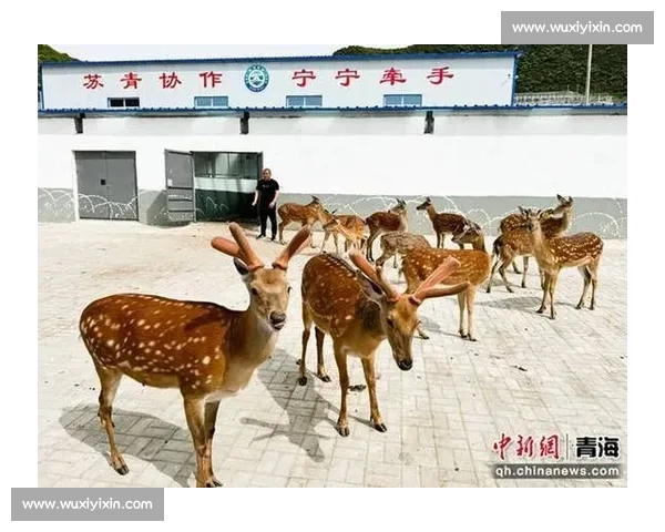 趣享运动 “乡” 约湟中：2025 西宁乡村运动会点燃云谷川活力